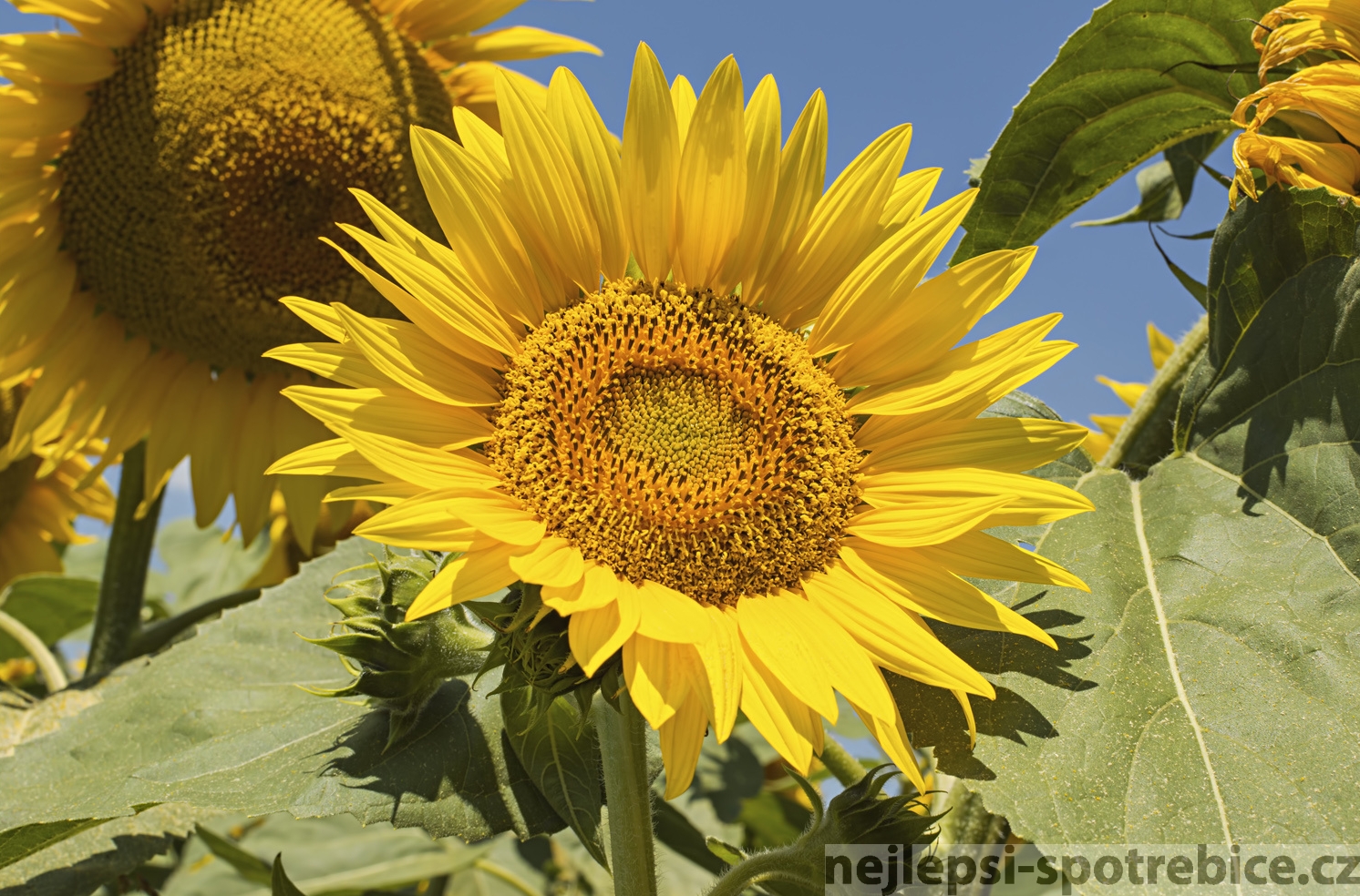 Slunečnicová semínka pro zdravé mlsání